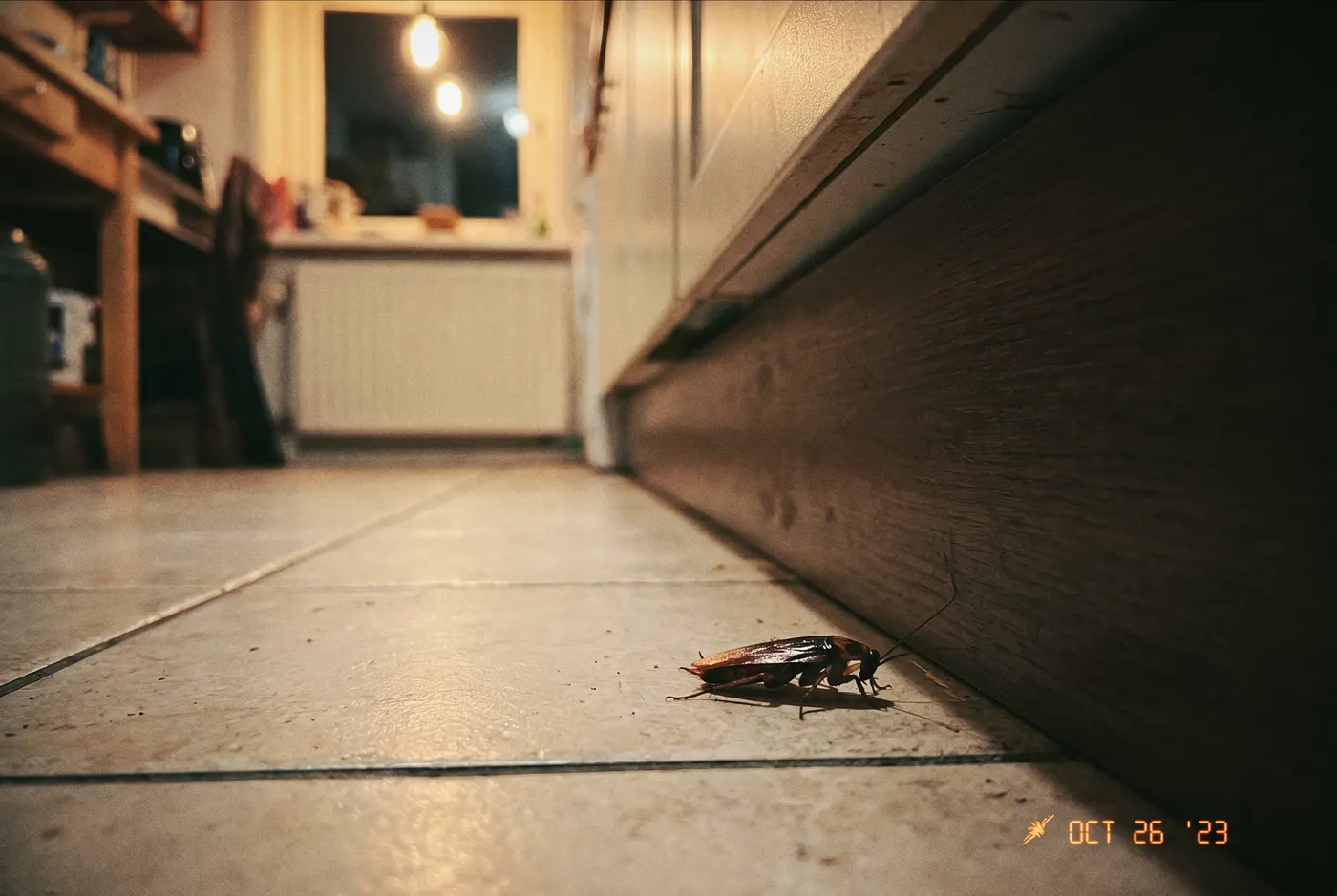 Kakkerlak op een keukenvloer bij een plint