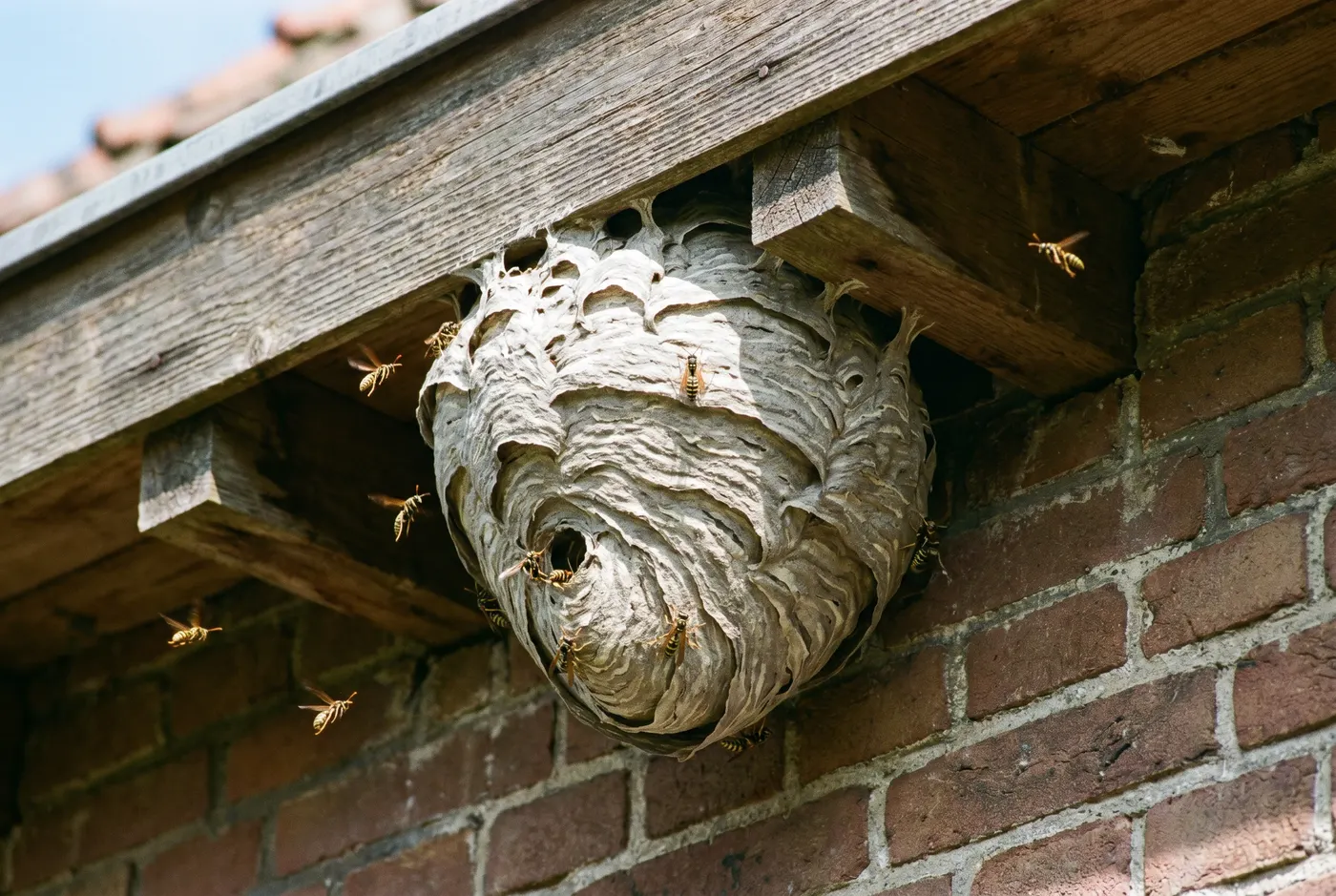 Wespennest onder de dakrand van een woning